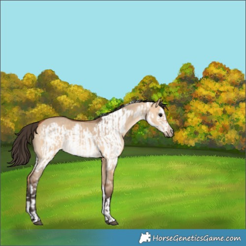 Horse Color:Bay Dun  and Bay Dun Frame 