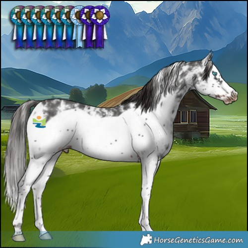 Horse Color:Liver Chestnut Sabino Splash Frame Varnish 