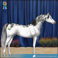 Horse Color:Liver Chestnut Sabino Splash Frame Appaloosa 