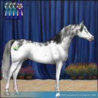 Horse Color:Liver Chestnut Sabino Splash Frame Varnish 