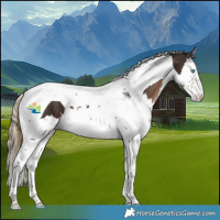 Horse Color:Liver Chestnut Splash Tobiano 