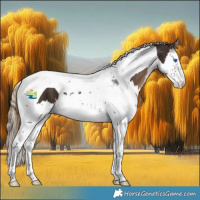 Horse Color:Liver Chestnut Splash Tobiano 