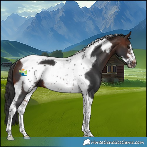 Horse Color:Brown Tobiano Frame Rabicano 