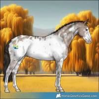 Horse Color:Liver Red Dun Sabino Frame Appaloosa 