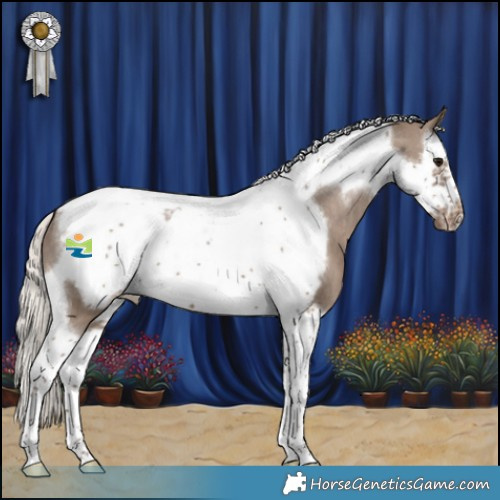 Horse Color:Silver Grullo Splash Tobiano Frame Appaloosa 