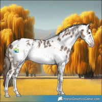 Horse Color:Liver Red Dun Sabino Frame Appaloosa 