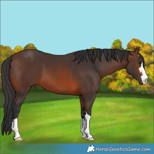 Horse Color:Brown 