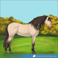 Horse Color:Bay Dun 