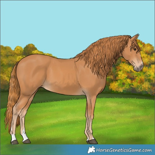 Horse Color:Chestnut 