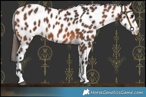 Horse Color:Bay Tobiano Appaloosa 