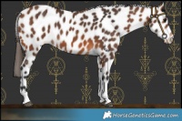 Horse Color:Bay Tobiano Leopard 