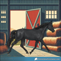 Horse Color:Black 