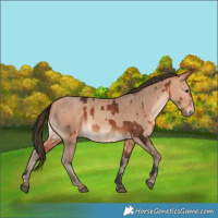 Horse Color:Bay  and Amber Champagne 