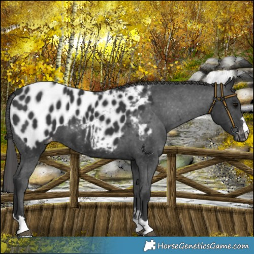 Horse Color:Black Near Leopard 