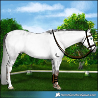 Horse Color:Gray Liver Red Roan Frame Leopard 