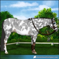 Horse Color:Gray Liver Red Roan Frame Appaloosa