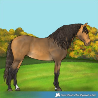 Horse Color:Buckskin 