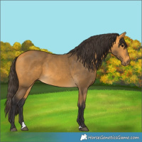 Horse Color:Buckskin