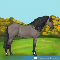 Horse Color:Grullo Rabicano 