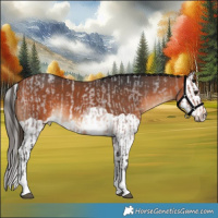 Horse Color:Bay Roan Tobiano  and Bay Splash 