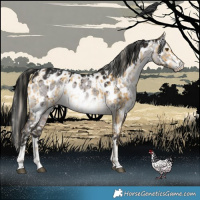 Horse Color:Chocolate Palomino Dun Mushroom Appaloosa Brindle and Gray Platinum Brown Dun Appaloosa Brindle