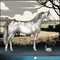 Horse Color:Chocolate Palomino Dun Mushroom Appaloosa Brindle  and Gray Platinum Brown Dun Appaloosa Brindle 