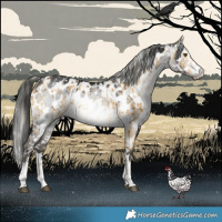 Horse Color:Chocolate Palomino Dun Mushroom Appaloosa Brindle  and Gray Platinum Brown Dun Appaloosa Brindle 