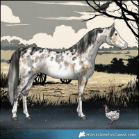 Horse Color:Chocolate Palomino Dun Mushroom Appaloosa Brindle  and Gray Platinum Brown Dun Appaloosa Brindle 