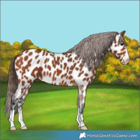Horse Color:Bay Near Leopard