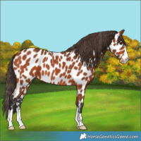Horse Color:Bay Appaloosa