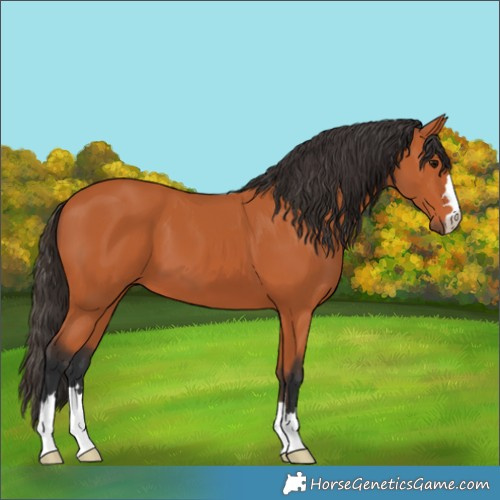 Horse Color:Bay 