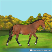Horse Color:Bay 