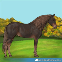 Horse Color:Liver Chestnut 