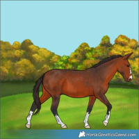 Horse Color:Bay 