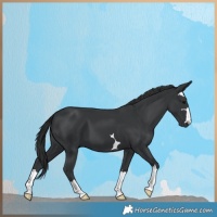 Horse Color:Black 