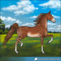 Horse Color:Chestnut  and Chestnut 