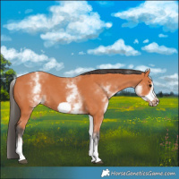 Horse Color:White Spotted Bay Frame 