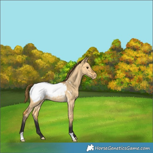 Horse Color:Buckskin Dun Snowcap