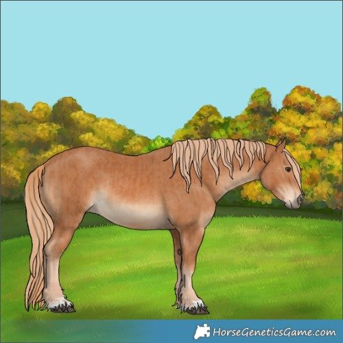 Horse Color:Chestnut Rabicano  and Chestnut Rabicano 