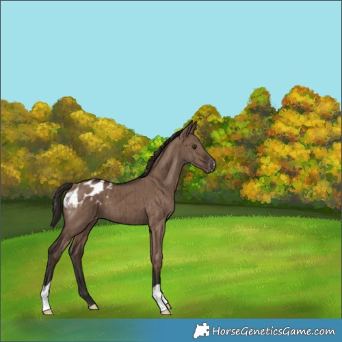 Horse Color:Liver Red Dun Varnish Brindle 