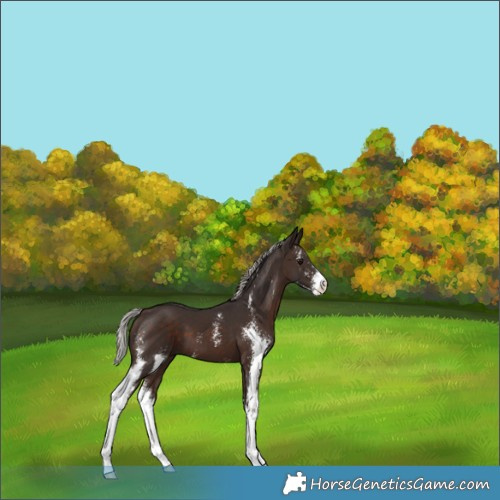 Horse Color:Silver Brown Sabino 