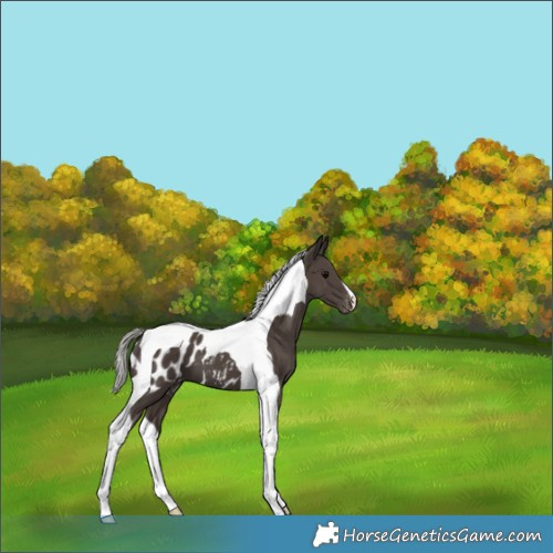 Horse Color:Silver Black Tobiano Appaloosa