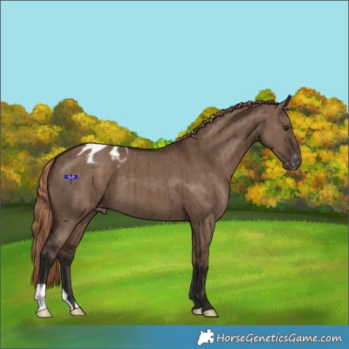 Horse Color:Liver Red Dun Appaloosa Brindle