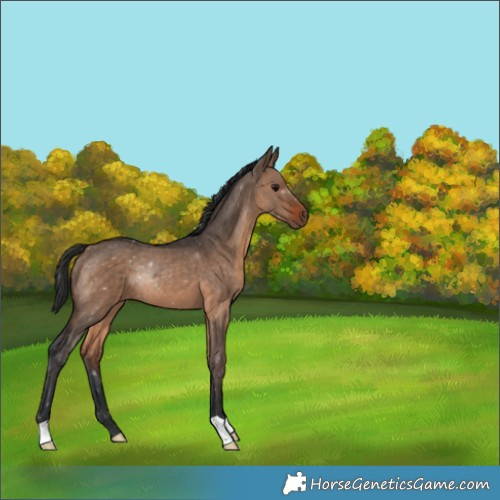 Horse Color:Brown Dun 