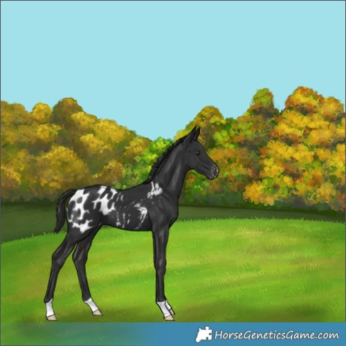 Horse Color:Liver Chestnut Appaloosa