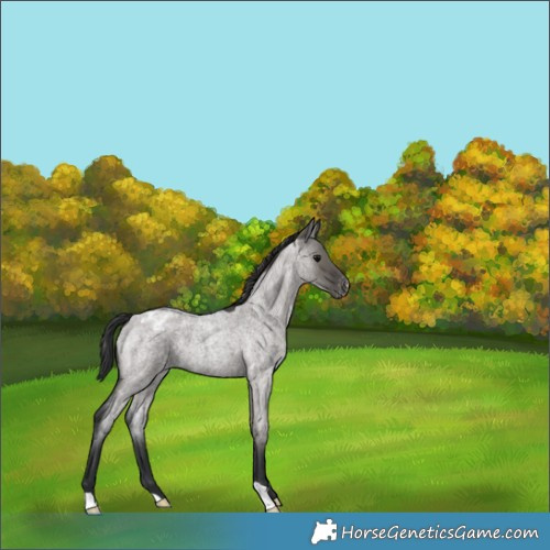 Horse Color:Grullo Roan Appaloosa 