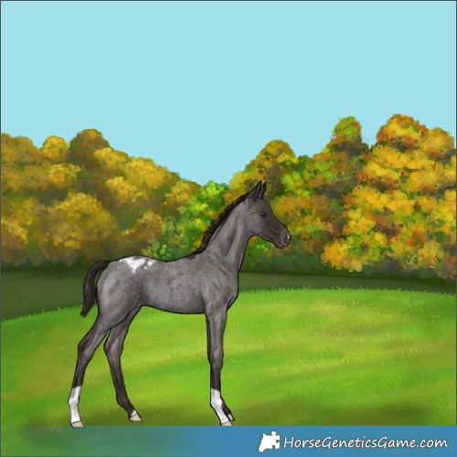 Horse Color:Liver Red Roan Appaloosa 