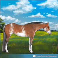 Horse Color:White Spotted Bay Frame 