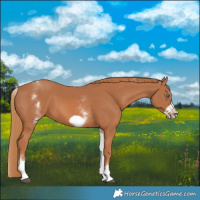 Horse Color:White Spotted Chestnut Frame 