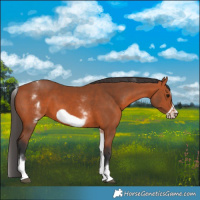 Horse Color:White Spotted Bay Frame 
